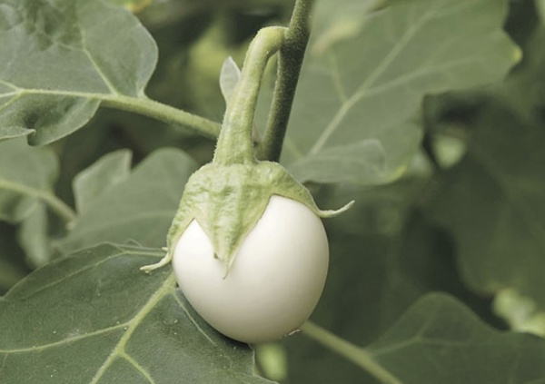 Yumurta iei midenin sv orann dengelemede etkili olan bir besindir. Refl ve gastirit gibi hastalklar nler. Bunun ayn sra uyku sorununda da olduka etkilidir.