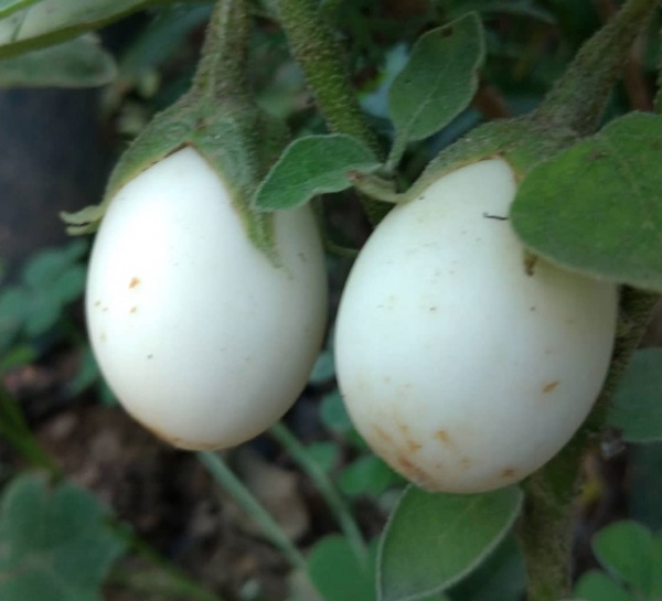 Adn belki de ilk defa duyacanz yumurta iei, aa dalnda yetiiyor ve ss patlcan olarak da adlandrlyor. Vcuttaki kanserli hcreleri iyiletirdii bilimsel olarak kantlanan bu iein, eitli faydalar bulunuyor. te yumurta ieinin bilmediiniz faydalar...