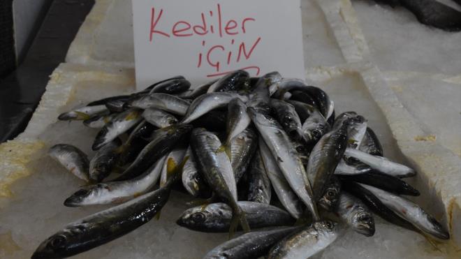 Yazkan, tezgahn bir blmne hayvanlarn severek tkettii istavrit koyarak "kediler iin" yazs ast.