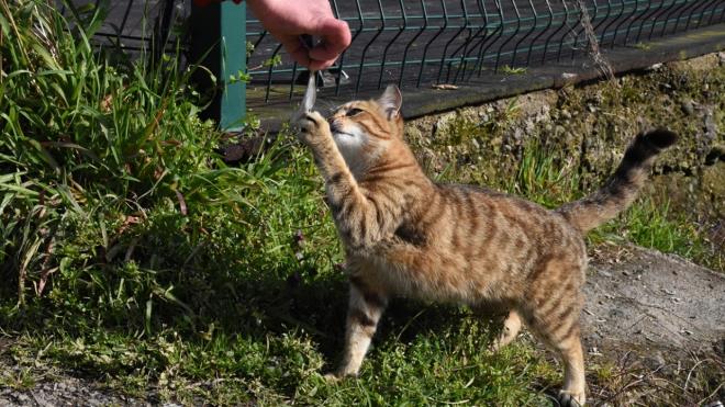 ocuklarnn da hayvanlar ok sevdiini anlatan Yazkan, "Hatta sokak hayvanlarn eve getiriyorlar. Yaral olanlar tedavi ettirmeye alyorlar, besliyorlar. Bir sokak kpeimiz var, tasmas gibi gerekli eyleri var, 6 aylktan beri de bizde byd." dedi.