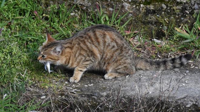 "Hayvanlar sevdiimizden dolay bunu ocuklarmza alamak amal yaptm bir uygulama. Srekli kedilere balk veriyorduk ama bu ekilde uygulamaya koymak daha iyi oldu. Kediler, hayvanlar da mutlu oluyor, ocuklar da mutlu oluyor. Bu sayede aileler burada daha ok vakit geiriyor. Hava gzel olduunda da aileler ocuklaryla srekli geliyor."