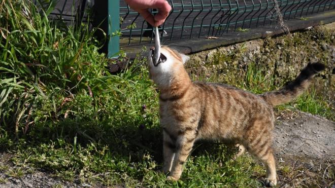 "stavrite hayr demiyorlar."     Yazkan, kedi ve kpeklerin istavriti daha ok severek yediini belirterek, "Protein asndan daha yksek olduundan dolay diye biliyoruz. Dier eitlerde seici davranyorlar. stavrite hayr demiyorlar, mesela mezgite, barbunyaya veya baka bala hayr diyorlar." diye konutu.
