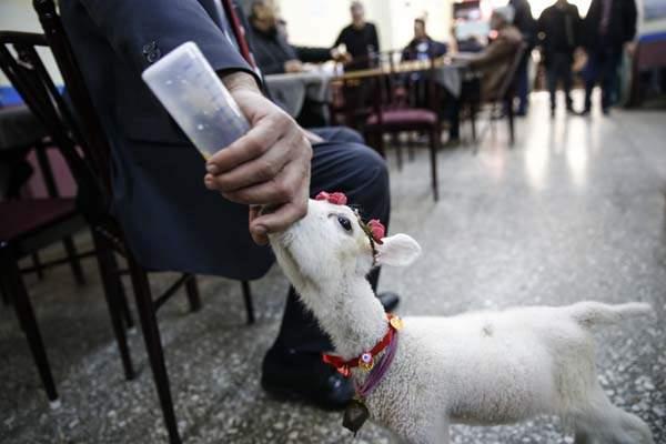 �� y�l �nce akrabas�ndan ald��� kuzulara �cretsiz bakmaya ba�layan  G�ng�r, bu s�re i�erisinde 20 kuzuya daha birka� ay bakt�ktan sonra sahiplerine  teslim etti.