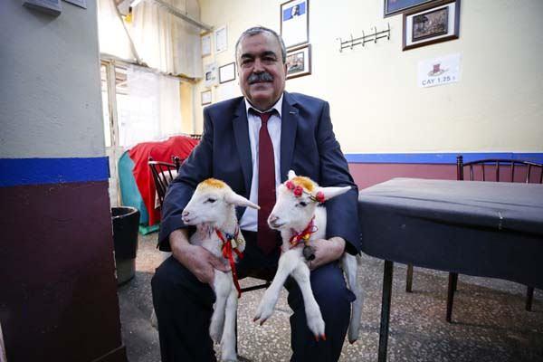 Bu �zelli�ini bilen k�ydeki akrabalar�n�n genellikle anneleri �len  ikiz, ���z kuzular i�in kendisine, "Sedat sana kuzu g�nderiyoruz bakar m�s�n?"  dedi�ini aktaran G�ng�r, bu teklifi her seferinde seve seve kabul etti�ini  anlatt�.