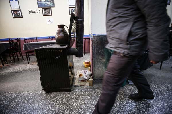 Yakla��k 20 g�n �nce akrabas�n�n k�y�nde do�an ikiz kuzular�  Polatl�'daki evine getiren ve bak�mlar�n� �stlenen G�ng�r, ikizlere "Ercan ve  G�lcan" ismini verdi.