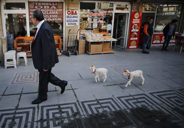 �evresinden olumlu tepkiler ald���n� ifade eden G�ng�r, "�ar��da  gezerken kuzular� pe�imde g�renler �ok �a��r�yor. Daha sonra yan�ma gelip  seviyorlar. �evremden 'bize de getir biz de bakal�m' diyen de var, 'bana ka�a  satars�n' diyen de. G�z�mde de�erleri �ok y�ksek. Bana 5 bin lira verseler de  kabul etmem ��nk� �ocuklar�mdan fark� yok." diye konu�tu.