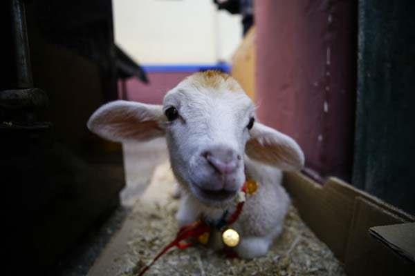 G�ng�r'�n, s�sledi�i, g�n�n b�y�k b�l�m�n� birlikte ge�irdi�i,  d��ar�da gezdirdi�i ve i� yerine g�t�rd��� kuzular, mahallelinin de maskotu  haline geldi.