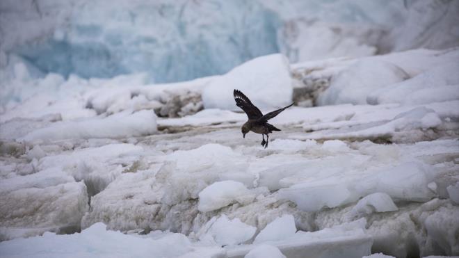 Ktann barndrd canl deniz kaynaklar ve buzullarnda sakl su potansiyeli, yeryznn gelecekteki su ve gda gvencesi olarak grlyor.