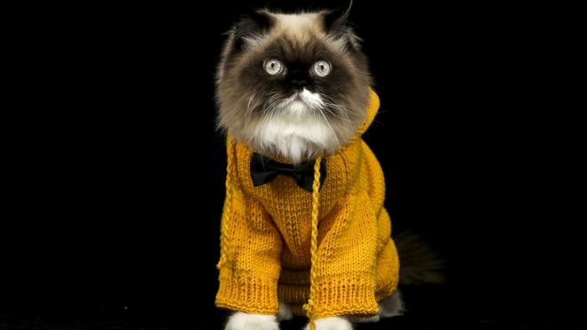 ran krmas "Ozi" adl kedi de sahibinin rd kazakla sempatik grntler ortaya kard.