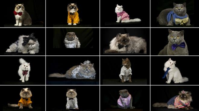 Esnek bedenleri, hzl refleksleri, gl koku alma duyusu ve hassas kulaklar gibi bir ok ayrt edici zellie sahip kediler, genelde ev hayvan olarak besleniyor ve insanlarla olan yakn arkadalklar dikkati ekiyor.