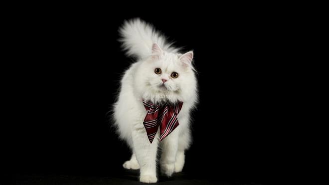 ran krmas "Lokum" adl kedi de sahibinin takt kravatla sempatik grntler ortaya kard.