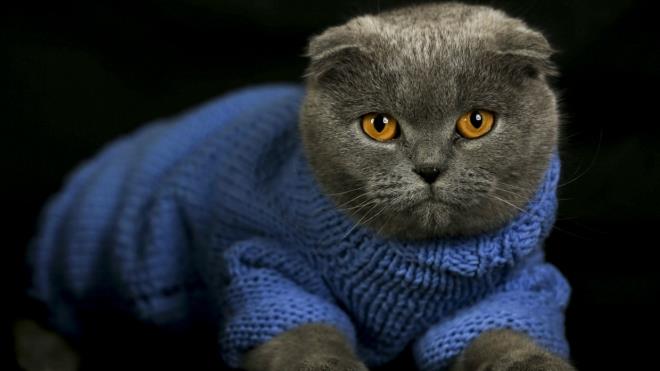 Scottish Fold cinsi "Lady" adl kedi de sahibinin rd kazakla sempatik grntler ortaya kard.