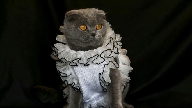 Scottish Fold cinsi "Lady" adl kedi de sahibinin tasarlad kazakla sempatik grntler ortaya kard.