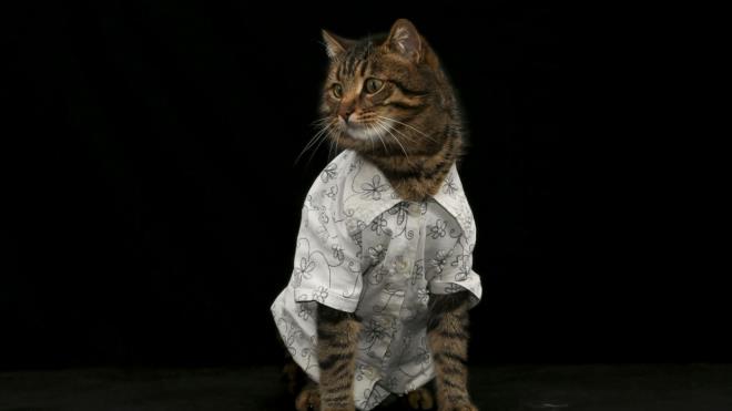 Tekir cinsi "Minik" adl kedi de sahibinin tasarlad gmlekle sempatik grntler ortaya kard.