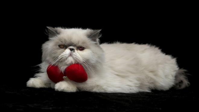 ran cinsi "eker" adl kedi de sahibinin tasarlad papyonla sempatik grntler ortaya kard.