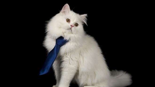 ran krmas "Lokum" adl kedi de sahibinin takt kravatla sempatik grntler ortaya kard.