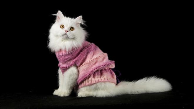 ran krmas "Lokum" adl kedi de sahibinin rd kazakla sempatik grntler ortaya kard.