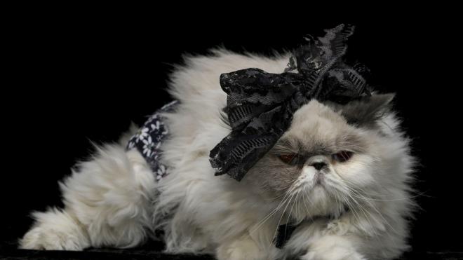 ran cinsi "eker" adl kedi de sahibinin tasarlad papyonla sempatik grntler ortaya kard.