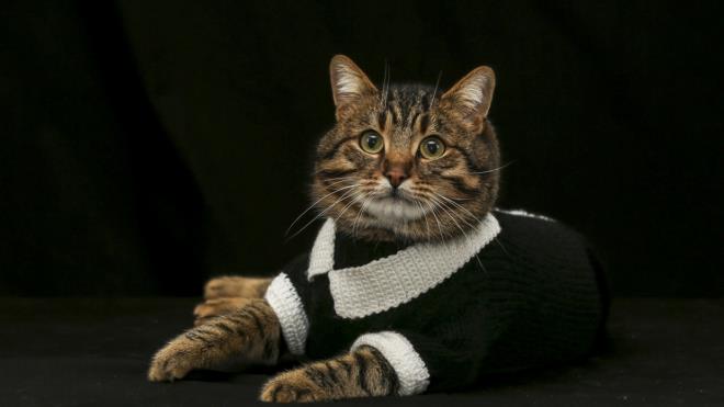 Tekir cinsi "Minik" adl kedi de sahibinin rd kazakla sempatik grntler ortaya kard.