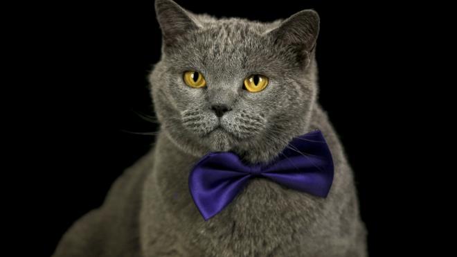 British Shorthair cinsi "Pufy" adl kedi de sahibinin takt papyonla sempatik grntler ortaya kard.