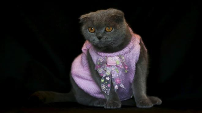 Scottish Fold cinsi "Lady" adl kedi de sahibinin rd kazakla sempatik grntler ortaya kard.