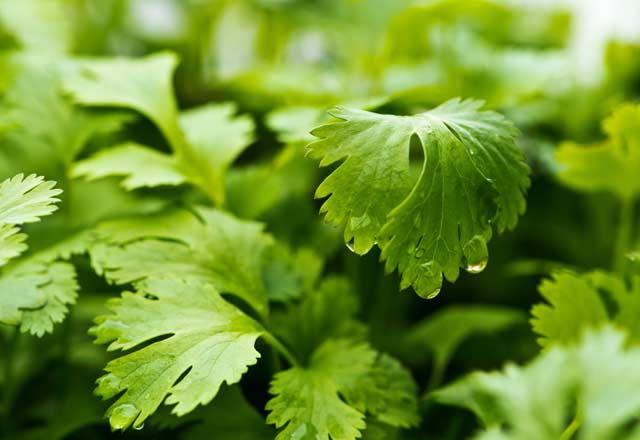 Maydanoz  <br>  Maydanoz gerekten zararl olabilir. Alar, salatalara maydonoz eklerken zerine eki sos veya ya koymamal. Deneyimsiz alar bu hatay genellikle yapar. nk maydanoz nitrit yaymaya balayabilir ve 30 dakika iinde tam anlamyla bir zona dnebilir.