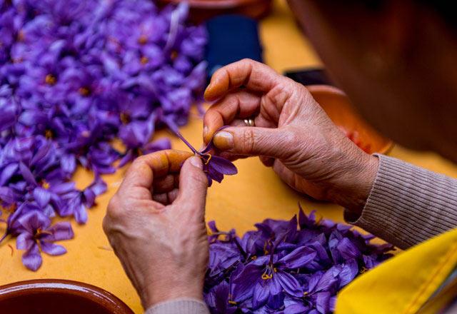 C vitamini, magnezyum, demir, potasyum ynnden zengin olan safran, kan ekeri seviyesini dzenliyor. Doku, kemik ve hormonlarn oluumuna katk salyor. Omega-3 ya asitleri ile metabolizmaya olumlu etki eder ve kan dolamn dzenler. B6 Vitamini ile krmz kan hcrelerinin olumasna yardmc olur ve sinir sisteminin salkl almasn salar. Safran broniyal astm belirtileri ile iltihab da hafifletir.