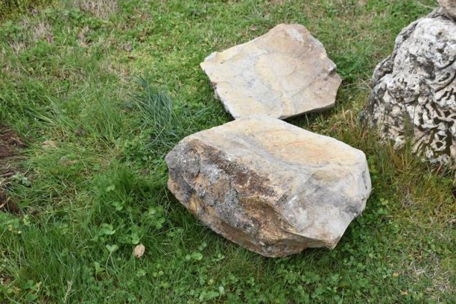 Adyaman Mze Mdr Mehmet Alkan, gazetecilere yapt aklamada, fosilin 65 milyon yllk olduunu dndklerini belirterek, "Salyangozun gnmzdekilerden ok daha byk olmas da artc" dedi.