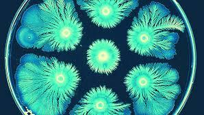 Aratrmaclar, alma kapsamnda talya'daki Vesuvius Yanarda'ndan  scak kumlarla talya, ili ve Rusya'daki scak su kaynaklarndan "Thermus  thermophilus" bakterileri toplad.    rneklerin &#8220;molekler hafzasn&#8221; inceleyen bilim insanlar,  bakterilerin DNA&#8217;snda ayn sraya sahip birok ortak hatraya rastlad.