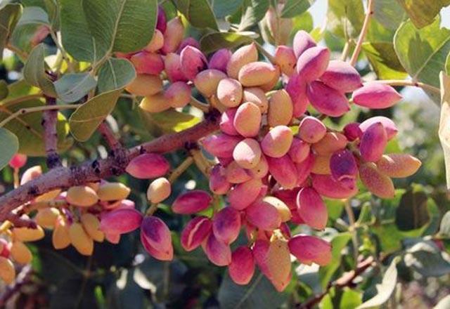 - Antep f�st���nda yer alan protein ve fosfor, s���r etinden 4 kat daha fazlad�r.