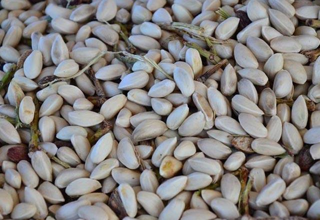 -  Antep f�st��� �eker hastal���nda (Diabete Mellitus) kullan�labilir.