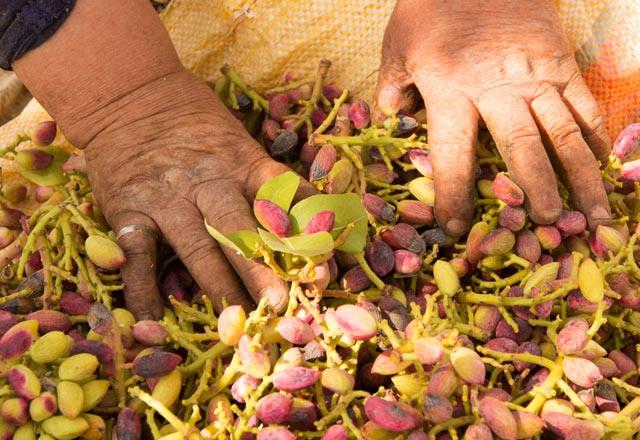 - 100 gram Antep f�st��� v�cudun g�nl�k protein, vitamin B1 ve fosfor ihtiyac�n�n y�zde 35''ini kar��lar.