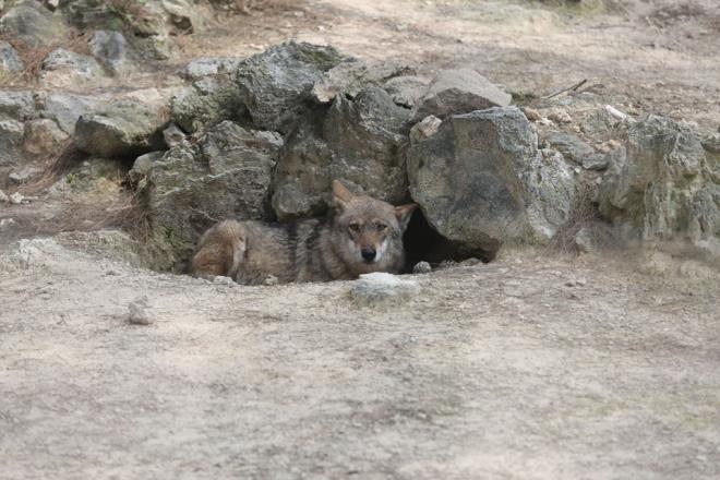 Kurtlardan korkmadn anlatan Tekdemir, "nsanlara alk olduu iin zarar vereceini dnmyorum. Buraya alt, kafeste byd iin yine bu yaknlarda olduunu dnyorum. Katna da bir taraftan sevindim. zgrlne kavutu. Hapsetmemek lazm" dedi.