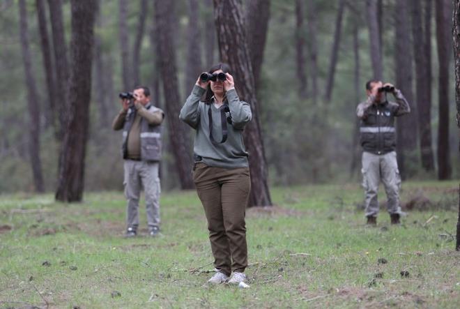 Antalya Doa ve Milli Parklar Mdrl ekiplerince, ayn kafeste kald kurtlarla kavga ettii iin 1 Nisan'da kafesi deitirilmek istenirken kaan yaban kurdunu yakalama almalar sryor.