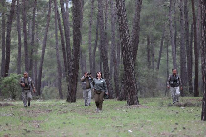 Blgede 5 ekip ve says artrlan foto kapanlarla kurdun yeri tespit edilmeye allyor.