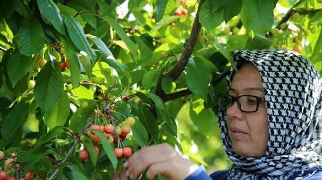 Geen sene ilk rnn kilogram 100-150 lira arasnda satlmt. Bu sene 250-300 liradan satlacan tahmin ediyorum. Ancak fiyatlar srekli byle devam etmez. rn arz arttka rakamlar da normale dner." dedi. ehzadeler ilesinde 30 bin dnm bahede, ylda retilen ortalama 50 bin ton kirazn byk blm ihra ediliyor.