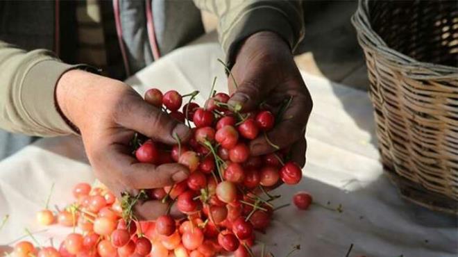 Bereketli bir kiraz sezonu beklediklerini dile getiren Koyuncu, "Aalarmzda bol miktarda rn grnyor, ilk hasat yaklak 15 kilogram kt.