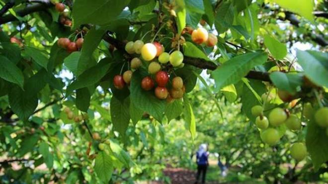 Trkiye'nin erkenci kiraz retim blgelerinden Manisa'nn ehzadeler ilesinde sezonun ilk rnleri hasat edildi. Kuzey yarmkrede kirazn en erken yetitii yer olarak gsterilen Sancakl Bozky Mahallesinde yaayan reticiler, sabahn erken saatlerinde bahelerine giderek erkenci eit "Cristobalina" cinsi kirazlar aalardan toplad.