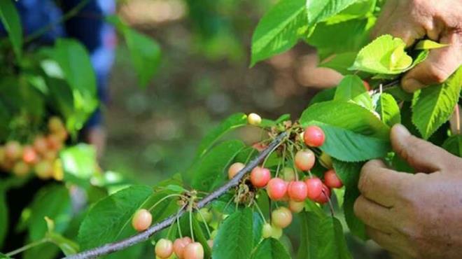 Aalardan zenle toplanan kirazlar, satlmak zere mahalle meydanndaki alm merkezine gtrld.