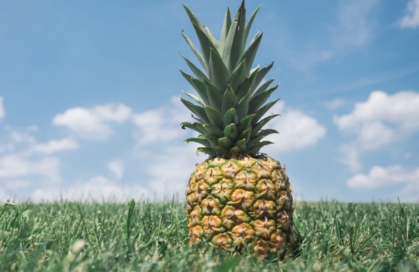 Ananasn ieriinde proteini sindiren bromelein adl bir enzim bulunur. Egzersiz sonras, kahvaltda, n aralarnda tketebilirsiniz. Ayrca kas iltihabn azaltr.