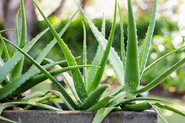 ALOE VERA    Cilt ve sa bakmnda kullanlan aloe vera jeli ayn zamanda mide yanmasna da iyi gelir. Evde yetitirdiiniz aloe verann iinde bulunan jeli kartp suyla kartrarak mide yanmas srasnda tketebilirsiniz.