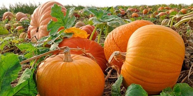 Yaa bal makula dejenerasyonu (sar nokta hastal) bata olmak zere birtakm retina hastalklarnda koruyucu, tedavimizi destekleyici olarak hastalarmza verdiimiz gze zel ilalarn ieriindeki maddelerin neredeyse tamamna yakn bal kabanda bulunmaktadr. la takviyesi ok nemlidir fakat en iyisi bu vitamin ve mineralleri beslenme yolu ile almaktr. Tatlsnn yan sra bal kaban orba olarak tketmek hatta iine kemik suyu, et suyu eklemek gz salmz iin son derece faydaldr.