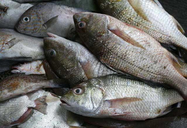 Haftada en az bir kez balk yemek byk yararlar salyor.