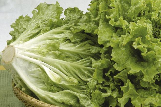 MARUL<br>    Yzyllardr hem sayzlamak hemde vcuttaki toksinleri temizlemede etkili olduu bilinen gbek marul, bu faydasn ierdii sv oran sayesinde yapt ortaya karld. Dzenli tketilen marul vcudun bakln glendirerek hastalkalra kar bir kalkan oluturur.