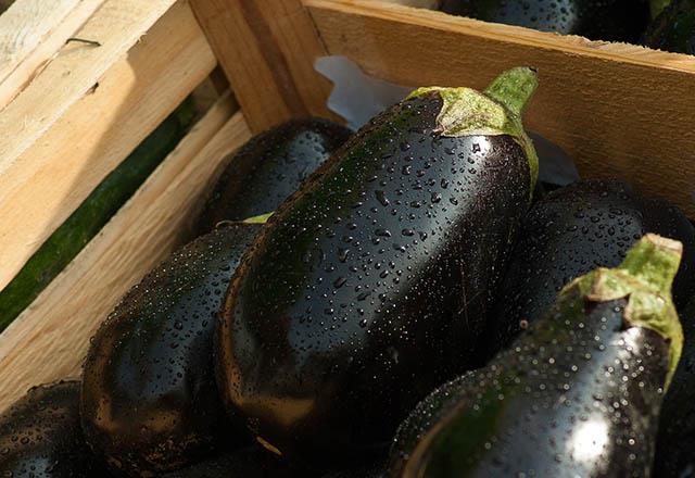 Her eyden nce, unutmamanz gereken bir ey var: patlcan i yenmez. Yemeden nce piirmeniz gerekir nk vcut iin zararl olan solanin adnda bir alkaloid ierir. Eer i olarak yerseniz karn ars ve ba ars ekersiniz. Pazarda patlcan seerken, daha sert olanlarn semeye zen gsterin. Karm imeden nce bir uzmana danmay unutmayn.