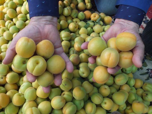 KAYISININ FAYDALARI NELERD�R?<br>    - ��erdi�i potasyum sayesinde kalp damarlar�n�n t�kanmas�n� engelleyerek kan�n v�cuda daha iyi pompalanmas�n� sa�lar. Bunun yan� s�ra kalp kaslar�n� g��lendirerek kalp ritim bozuklu�u gibi hastal�klar�n ya�anmas�n� engeller.   <br>  - Beta- karoten maddeleri kan bas�nc�n� dengeleyerek y�ksek tansiyon riskini azalt�r. Ayr�ca beta karoten maddesi g�z sa�l��� i�inde fayda sa�layan bir maddedir. G�z i�erisindeki vitamin ve minerallerin dengesini sa�layarak katarak ve retina bozuklu�u gibi hastal�klar�n ya�anma ihtimalini azalt�r.  <br>  - Fosfor ve kalsiyum g��l� kemiklerin olmazsa olmaz maddeleridir. Bu vitaminler bak�m�ndan zengin olan kay�s�nda kemiklerin g��lenmesini destekler. Geli�im �a��ndaki �ocuklar�n ve hamile kad�nlar�n g�nde en az 3 tane t�ketmesi gerekir.   <br>  - D���k potasyum oran� �iddetli ba� a�r�s�na neden olur. Uzun g�nlere denk gelen Ramazan ay�nda g�nl�k potasyum oran� yeterli miktarda al�nmad���ndan oru� s�resinde �iddetli ba� a�r�s�na sebebiyet verir. Uzmanlar iftar sonras� ya da sahurda t�ketilen 3 adet kay�s�n�n g�nl�k potasyum oran�n� kar��layaca��n� vurguluyor.