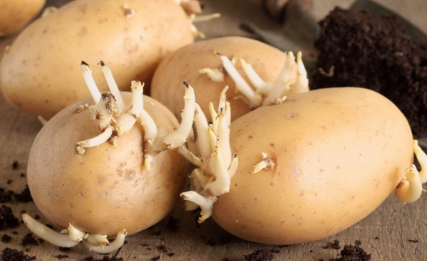 Sofralarn vazgeilmez sebzesi olan patates, lif/posa ierii sayesinde tokluk hissine katk salayarak sindirim sistemini destekler C ve B vitaminleri, potasyum minerali ile de enerji verir. Ancak doru koullarda saklanmayan patates, yeillenip filizlendii zaman zehirleyerek lme yol aabiliyor.