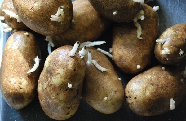 Bitkiler; mantarlar, bcekler gibi d faktrlerden kendilerini korumak iin baz toksik maddeler retir. Hasat ve depolanmasnda yaplan hatalarda (depolama scakl, hasat ve tama srasnda mekanik yaralanma, nem, havalandrma ve zararl bcekler) bu toksik maddelerin artmasna sebep olur ve insan hayatn tehlikeye sokar. Patates ieriinde de bu kimyasallardan solanin bulunur&#8221; dedi.