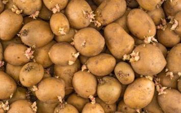 "Patates yedikten sonra mide bulants, boaz yanmas ve ba ars baladysa hemen hastaneye gidin"diyen Diyetisyen Beyza Kse, uyarlarda bulundu.