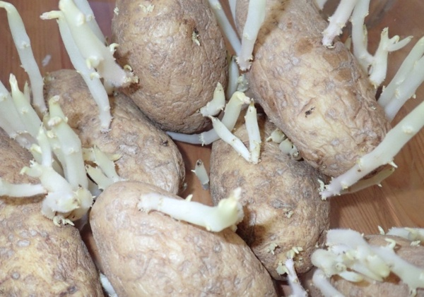 Depolama ve hasat srasndaki hatalardan dolay solanin miktarnn artabildii vurgusunu da yapan Diyetisyen Kse, konumasna u ekilde devam etti: